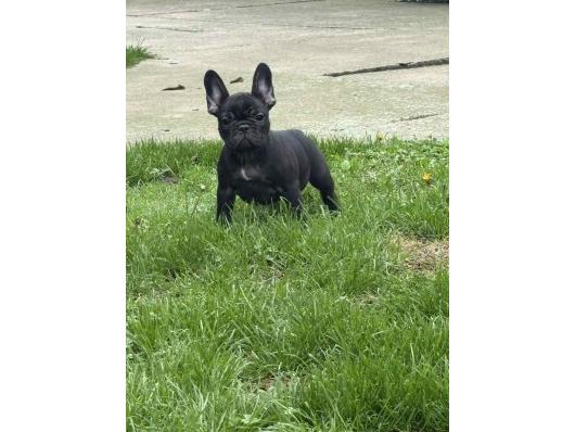 Dve ženke francuskog buldoga